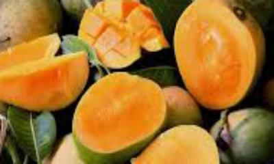 আসল হিমসাগর আম চিনবেন কীভাবে?