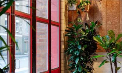 টবে এক চিলতে আনন্দ: কেন ঘরের গাছ আপনাকে সুখী করতে পারে