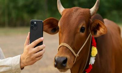 Essential Guide to Selecting a Qurbani Animal: Islamic Rules & Practical Tips