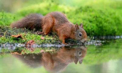 Animal Water Regulation: How Squirrels Beat the Heat