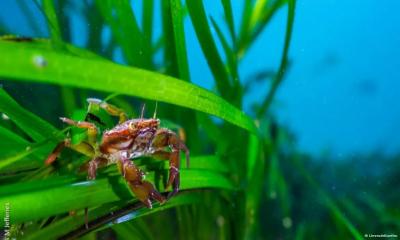Sewage Pollution Having ‍‍`Alarming‍‍` Impact on UK Underwater Forests