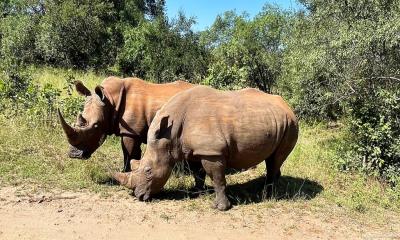 Zambia: The World’s Walking Safari Capital for 2026