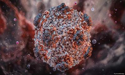 No Sign of Large Hantavirus Outbreak After Ship Evacuation: WHO