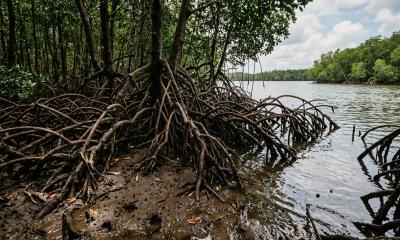 Global Coastal Mangroves Stage Significant Comeback
