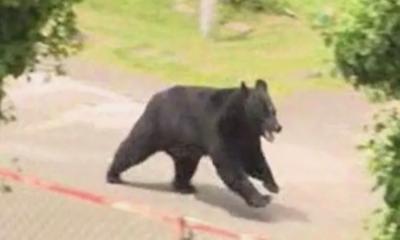 Bear Escapes Fukushima Factory After Attacking People