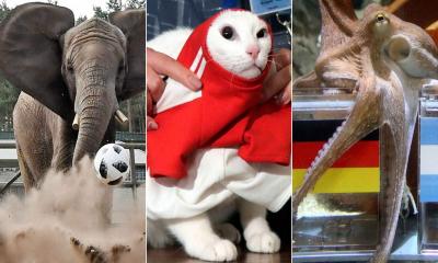 Animal Oracles: Elephants and Gorillas Predict World Cup