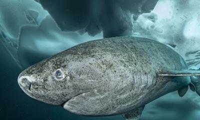 Stranding of Greenland shark in Ireland reveals secrets