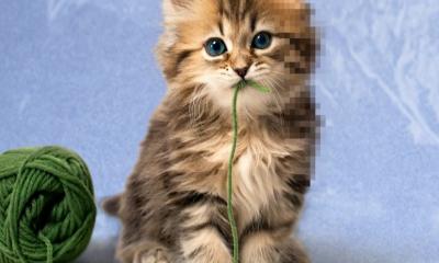 কৃত্রিম বুদ্ধিমত্তার যুগে কি হারাচ্ছে অনলাইনে পশুপাখির ভিডিওর আনন্দ