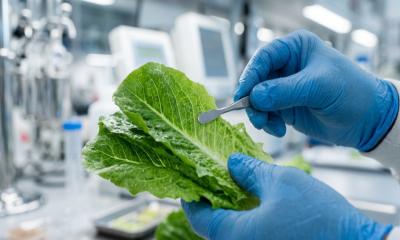 Two Dead in US Parasite Outbreak Linked to Lettuce