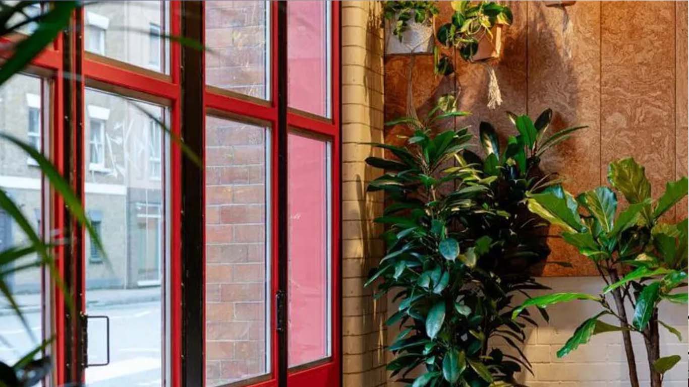 টবে এক চিলতে আনন্দ: কেন ঘরের গাছ আপনাকে সুখী করতে পারে