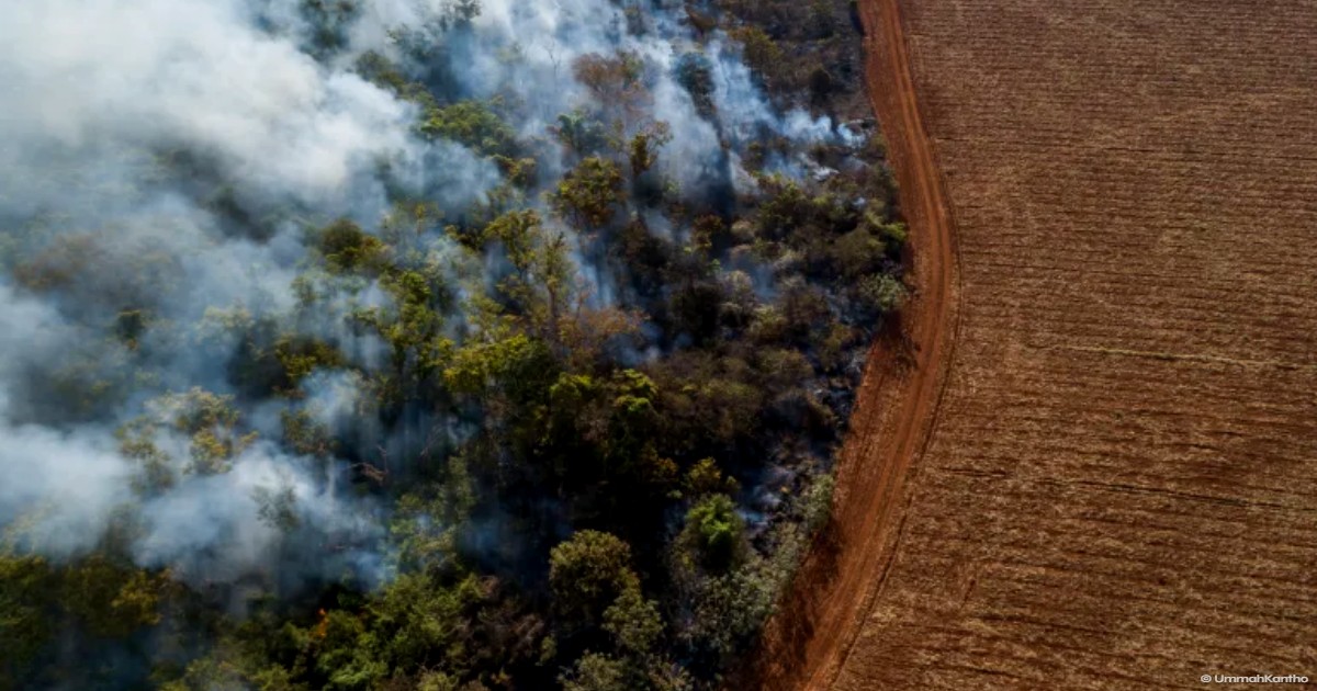 Global Rainforest Loss Drops 36% in 2025 Amid Stricter Brazilian Policies