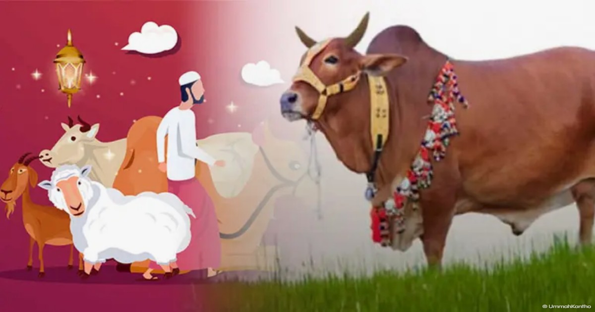 কোরবানির নেসাব ২০২৬: কত সম্পদ থাকলে কোরবানি ওয়াজিব?