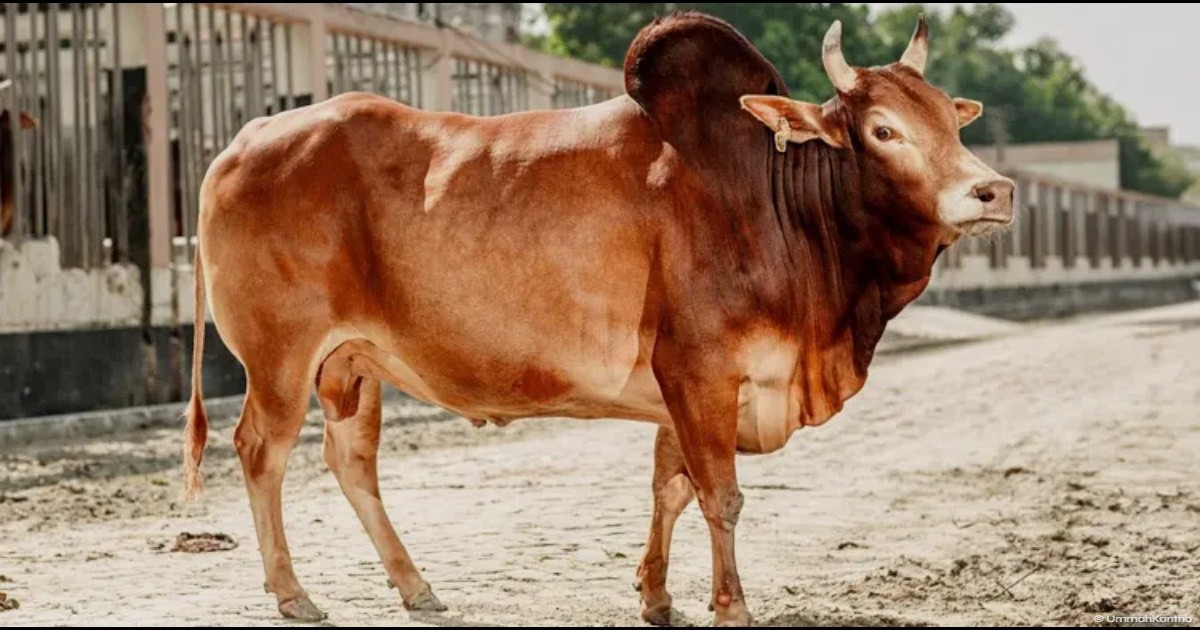 দুই ভাই মিলে এক ভাগে কোরবানি দেওয়া কি জায়েজ? সঠিক বিধান