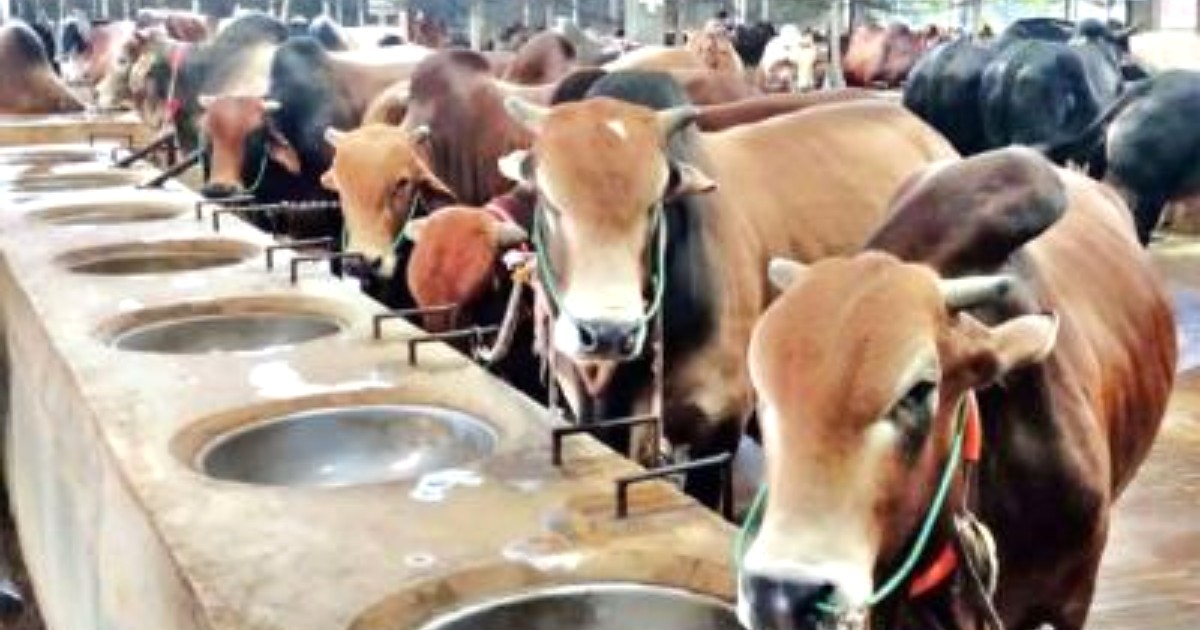 বিজ্ঞান ও ইসলামের আলোকে কোরবানি কি সত্যিই অমানবিক
