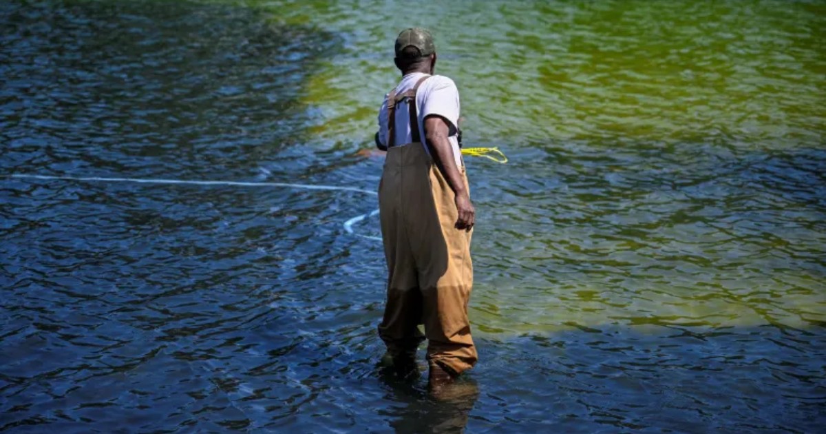 Why Washington‍‍`s Iconic Reflecting Pool Has Turned Green