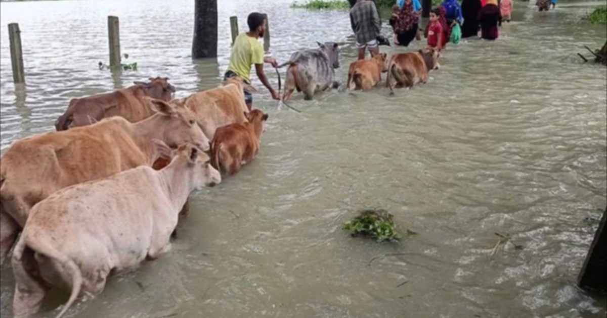 Sunamganj Prepares 1,311 Shelters for Potential Floods