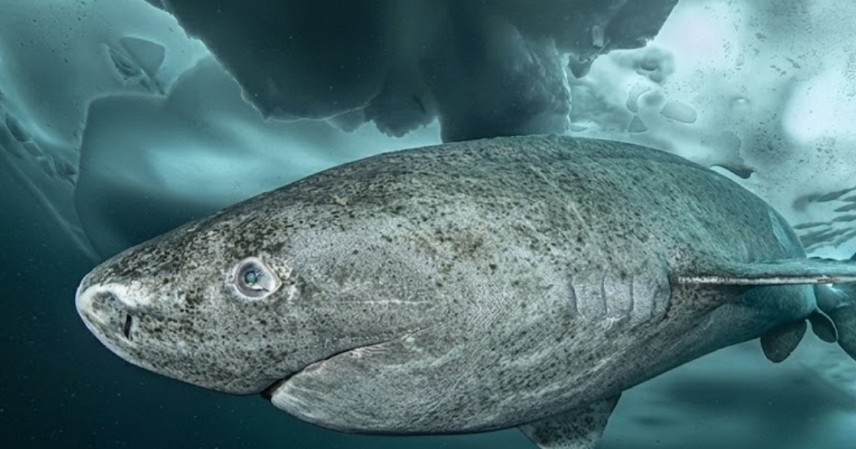 Stranding of Greenland shark in Ireland reveals secrets