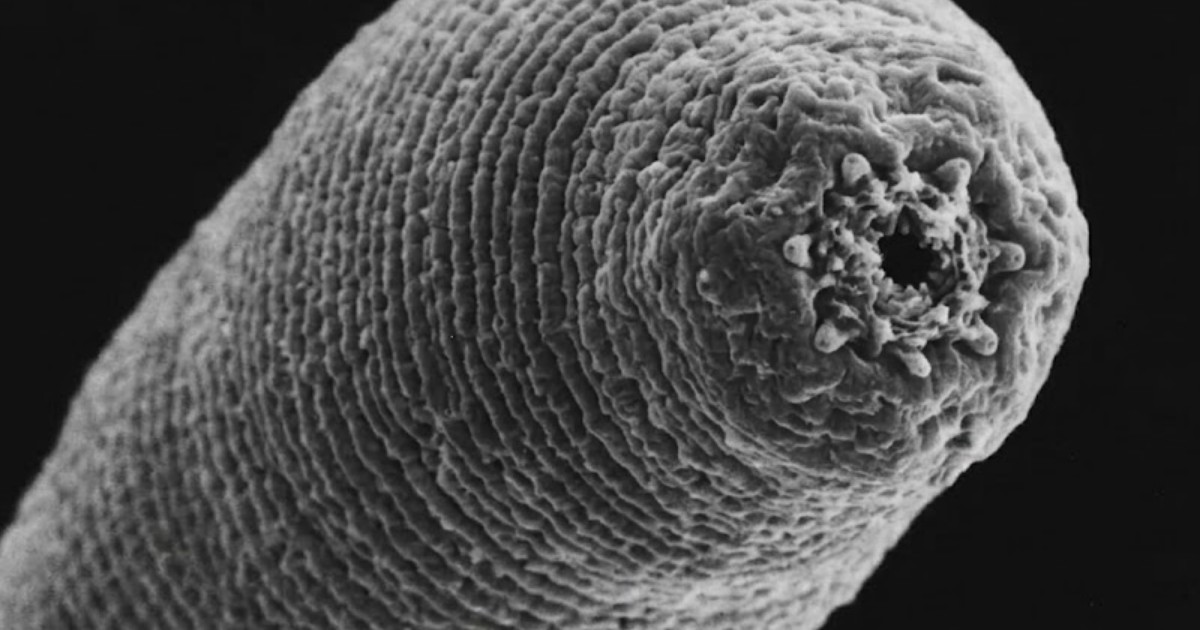 Scientists Discover Deepest-Living Animal Underground